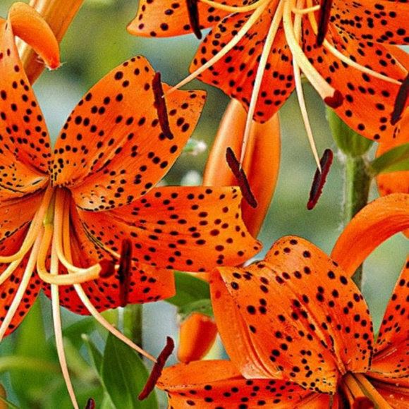 Meet your Posher, Dani! - Picture 2 of 3